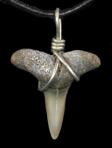 Fossil Lemon Shark Tooth Necklace #47580